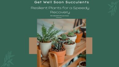 Get Well Soon Plants for Succulents: A Speedy Recovery