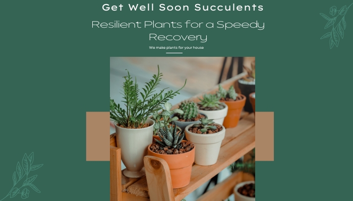 Get Well Soon Plants for Succulents: A Speedy Recovery