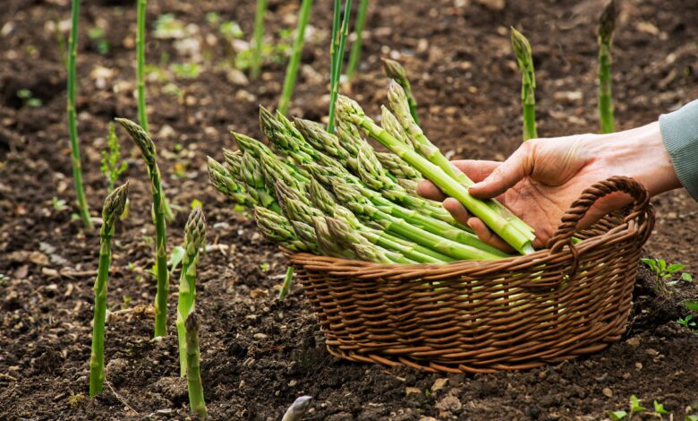 how to harvest asparagus