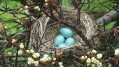 The Fascinating World of Avian Egg Hatching: Incubation Process