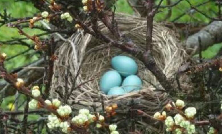 The Fascinating World of Avian Egg Hatching: Incubation Process