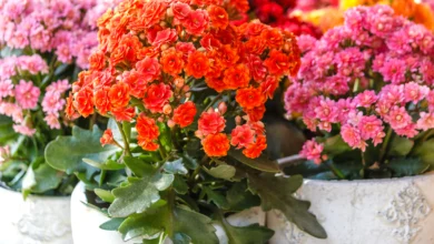 kalanchoe plant