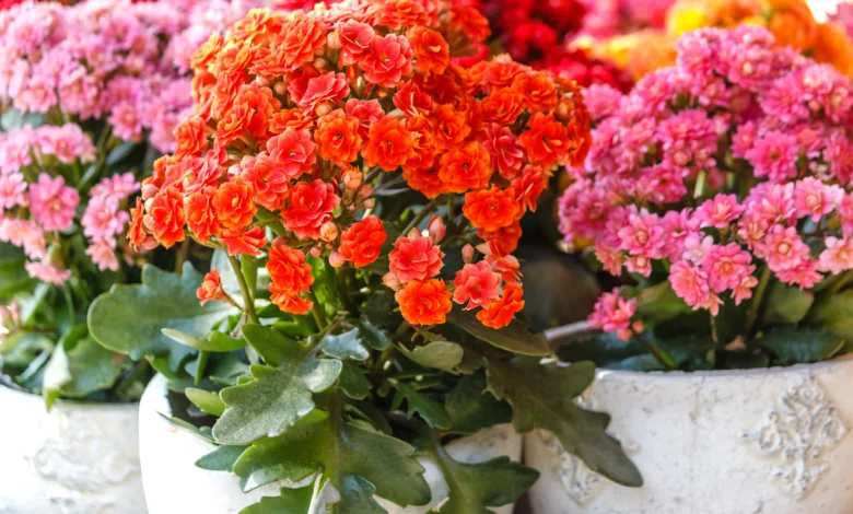 kalanchoe plant